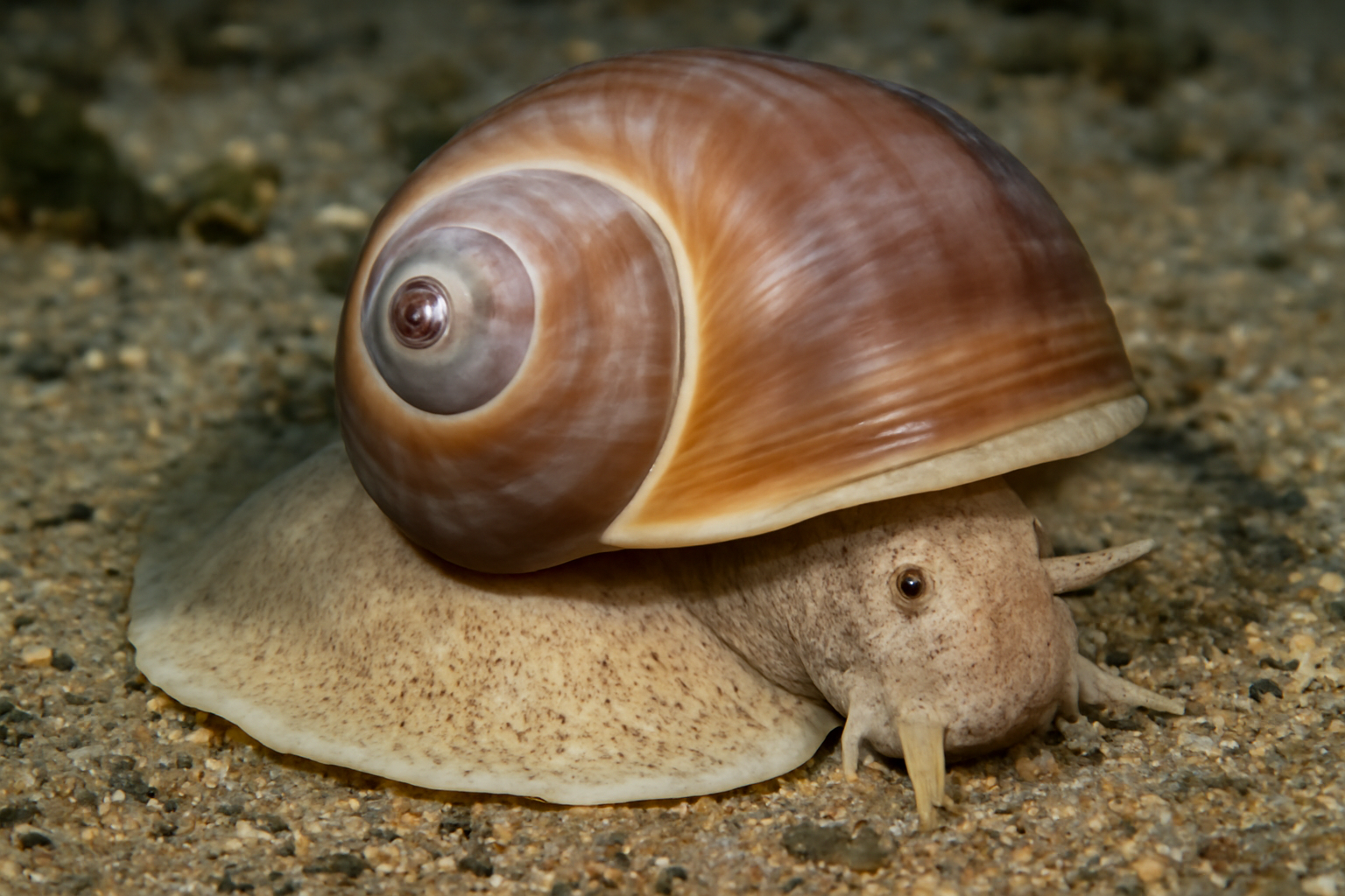 Lewis's Moon Snail