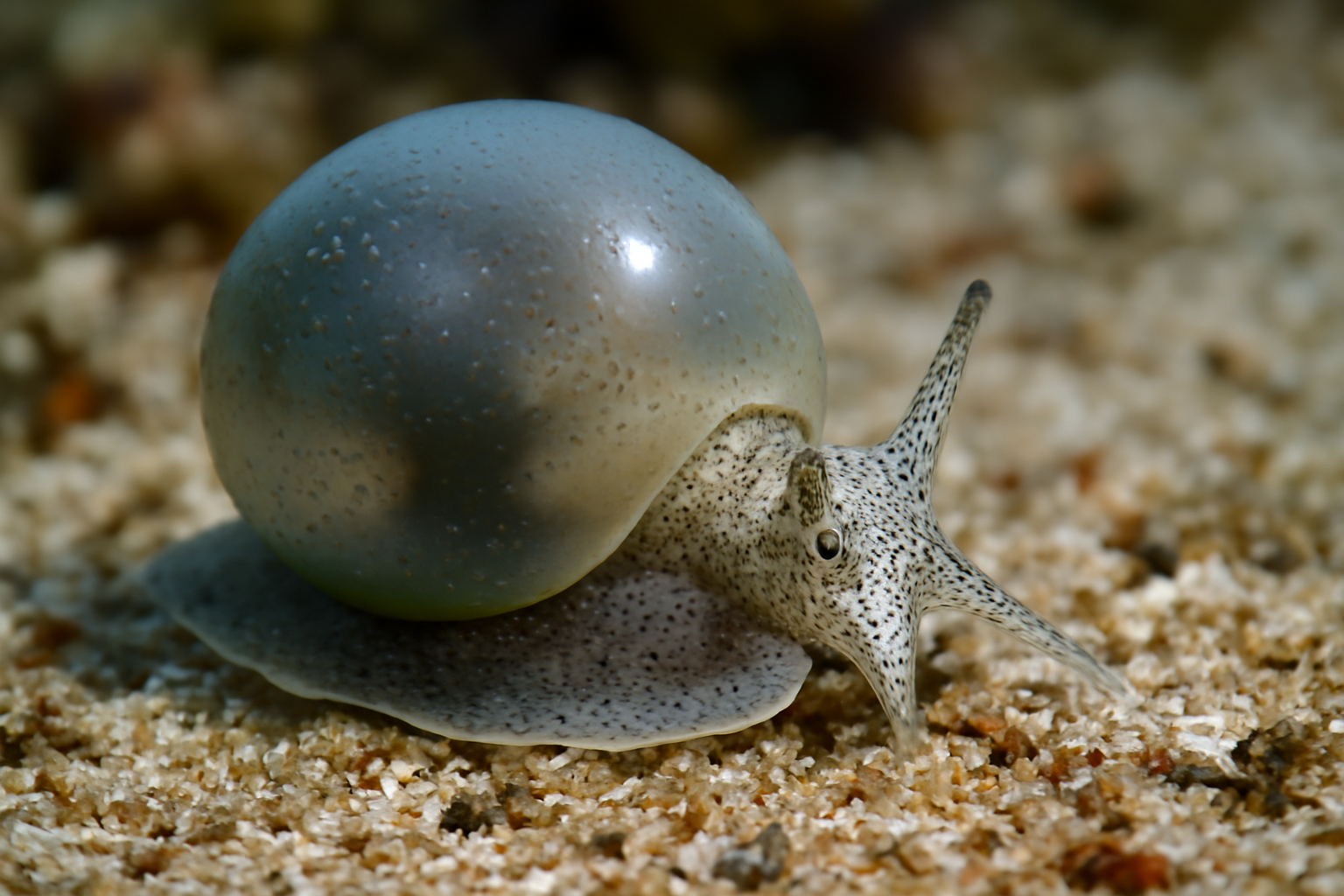 Japanese Bubble Snail