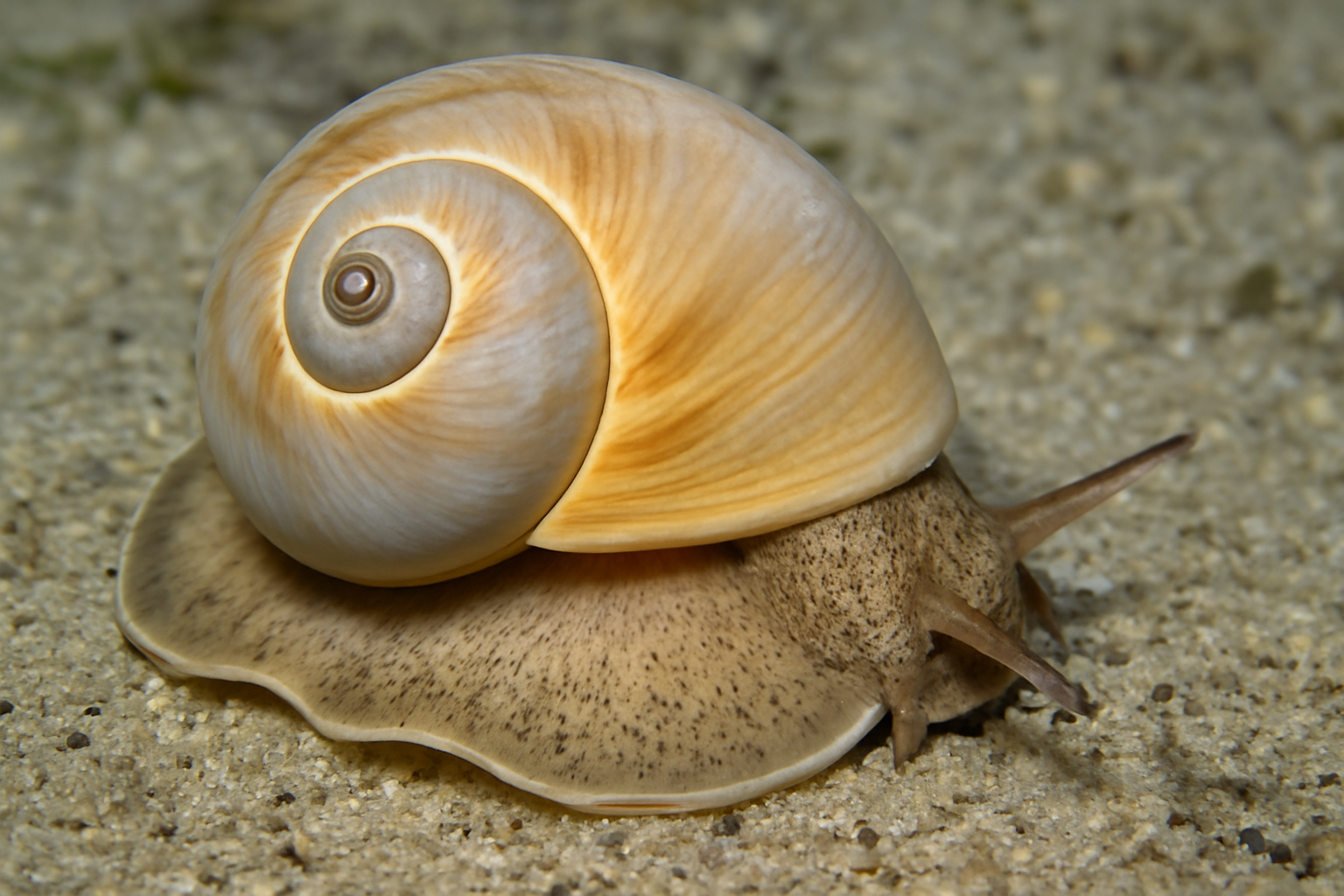 Atlantic Moon Snail