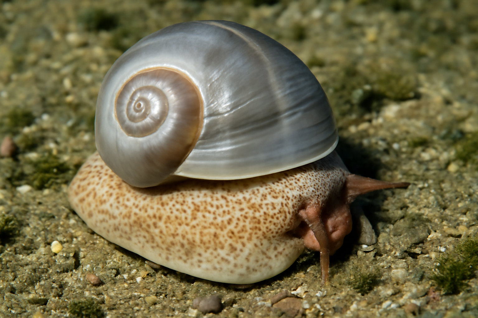 Lewis Moon Snail