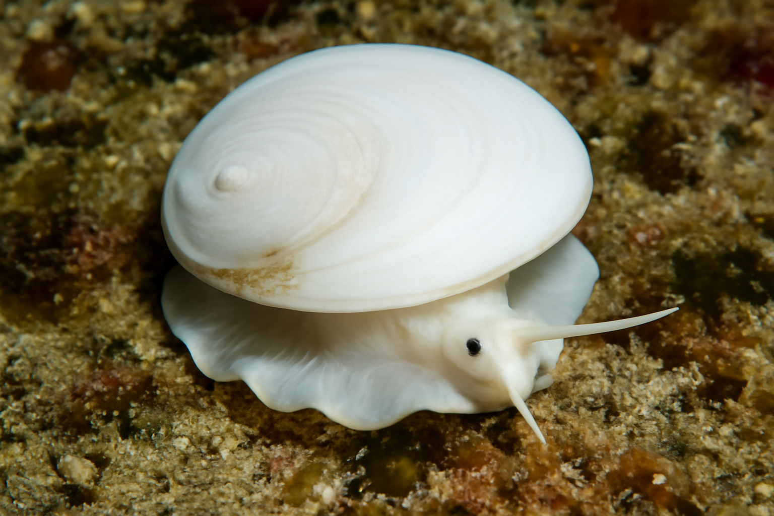 White baby ear