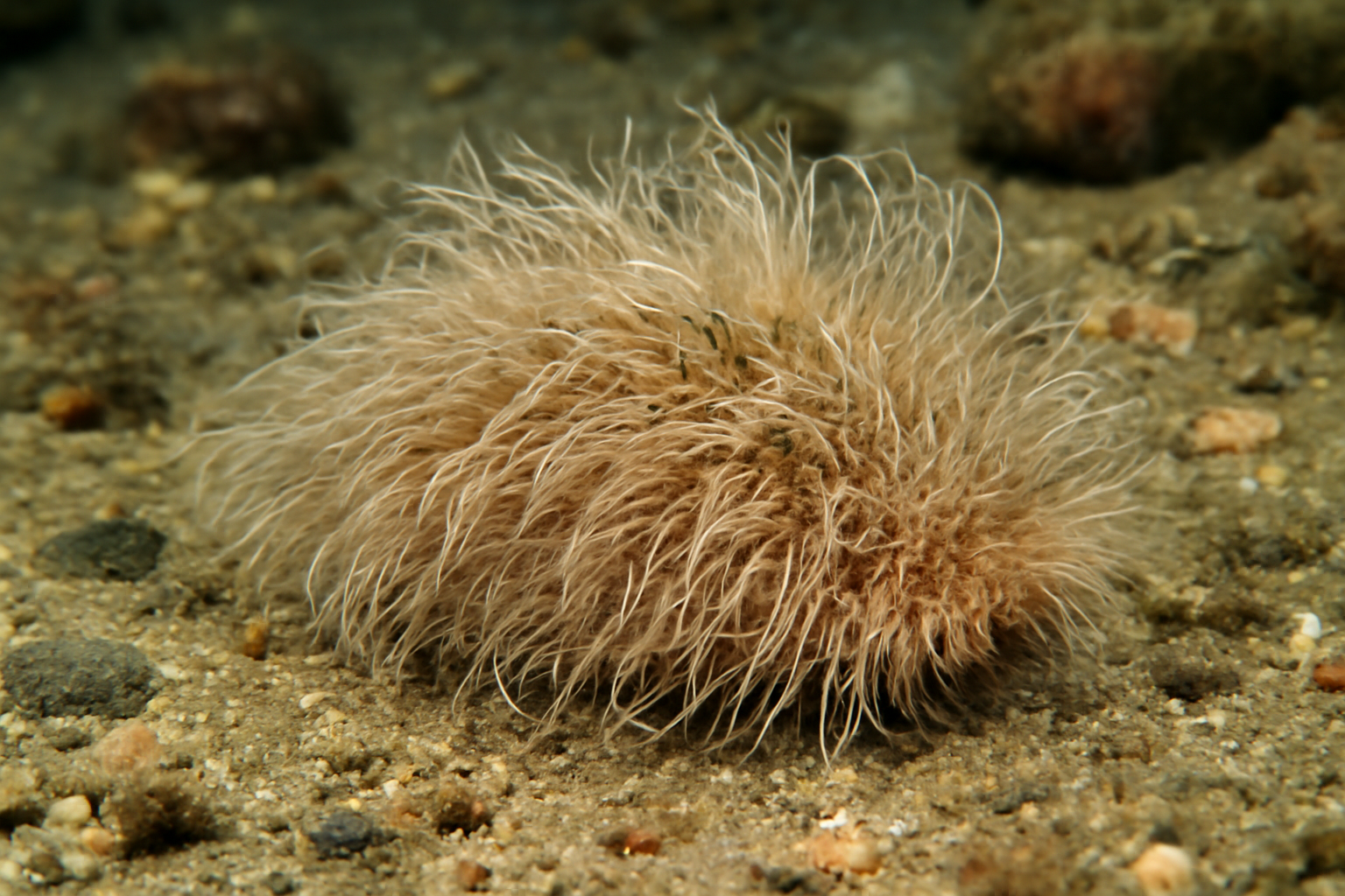 Shaggy mouse