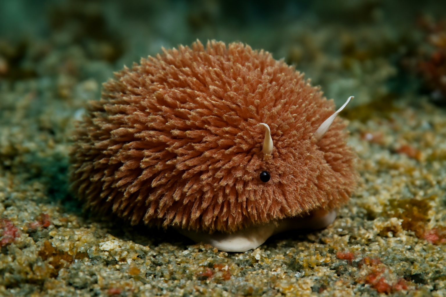 Japanese shaggy mouse