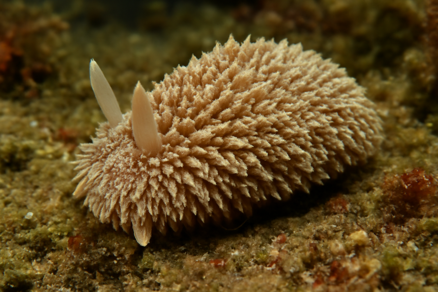 Shag-rug Sea Slug
