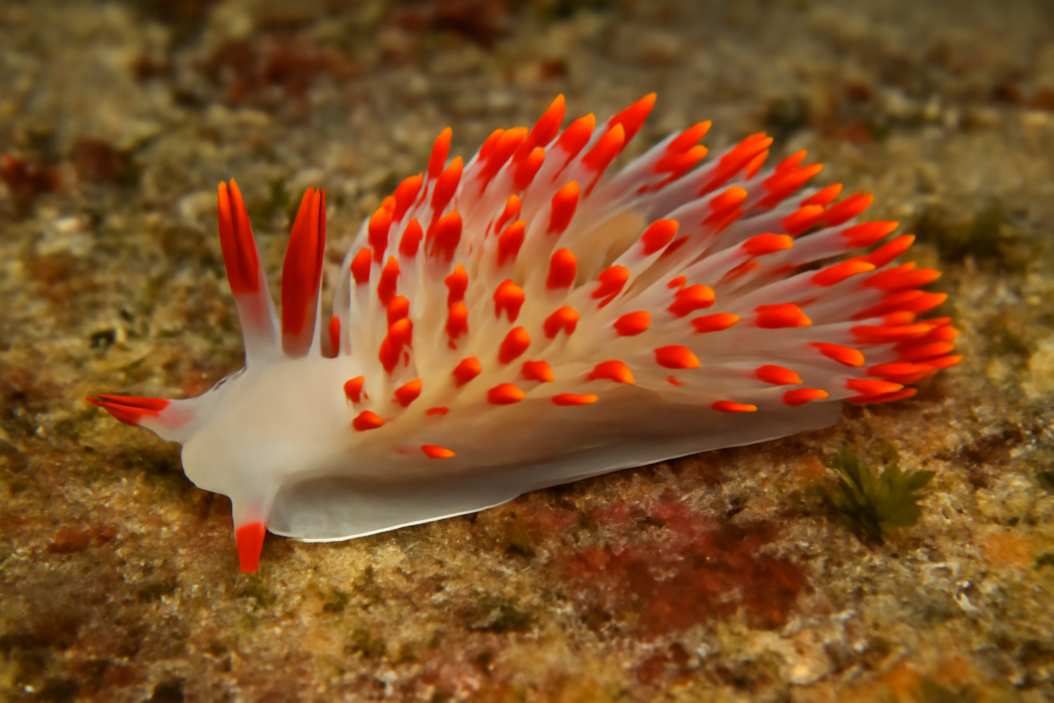 Red-tipped Sea Slug