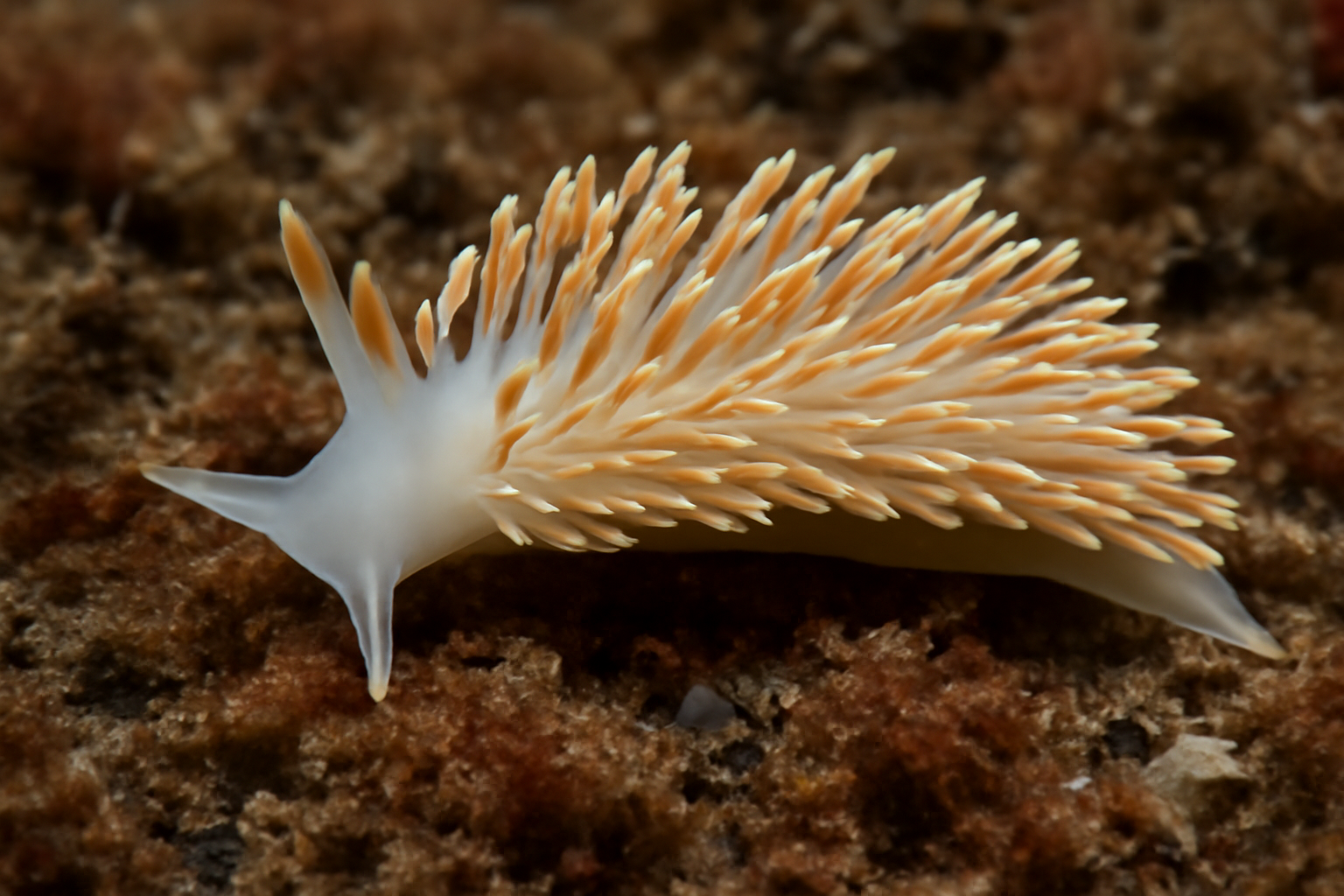 Smooth Aeolid