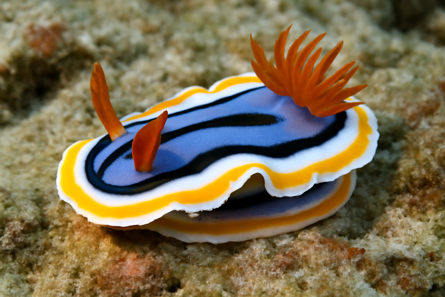 Indo-Pacific Sea Slug