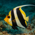 Moorish Idol Mimic