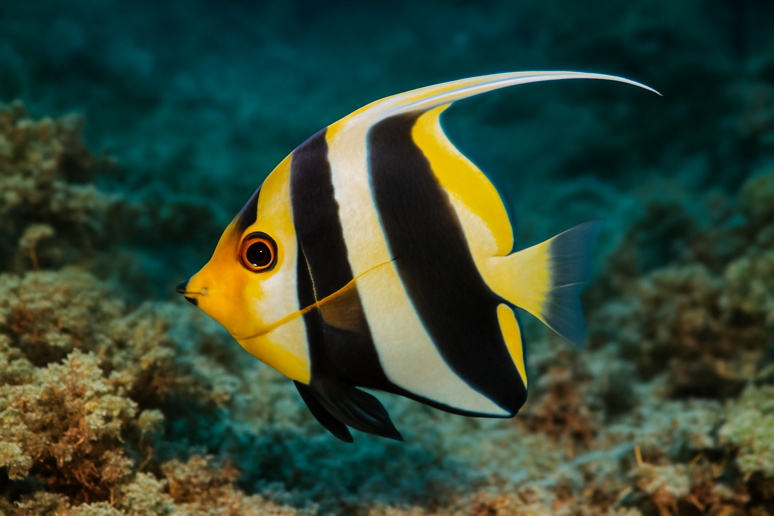 Moorish Idol Mimic