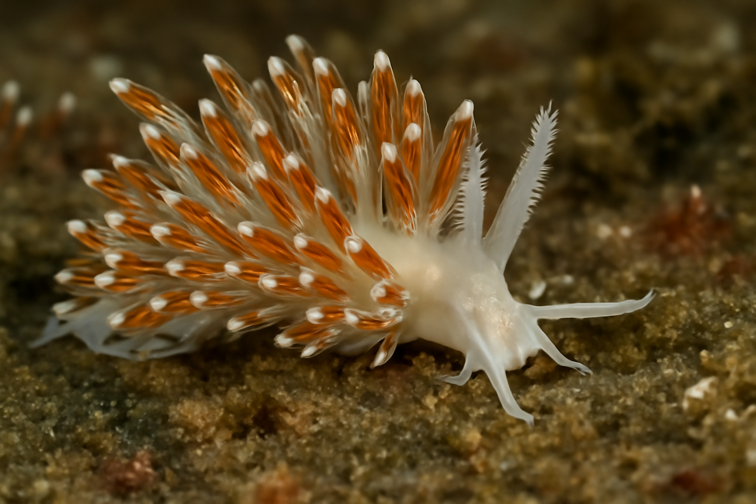 Bearded Cumanotus
