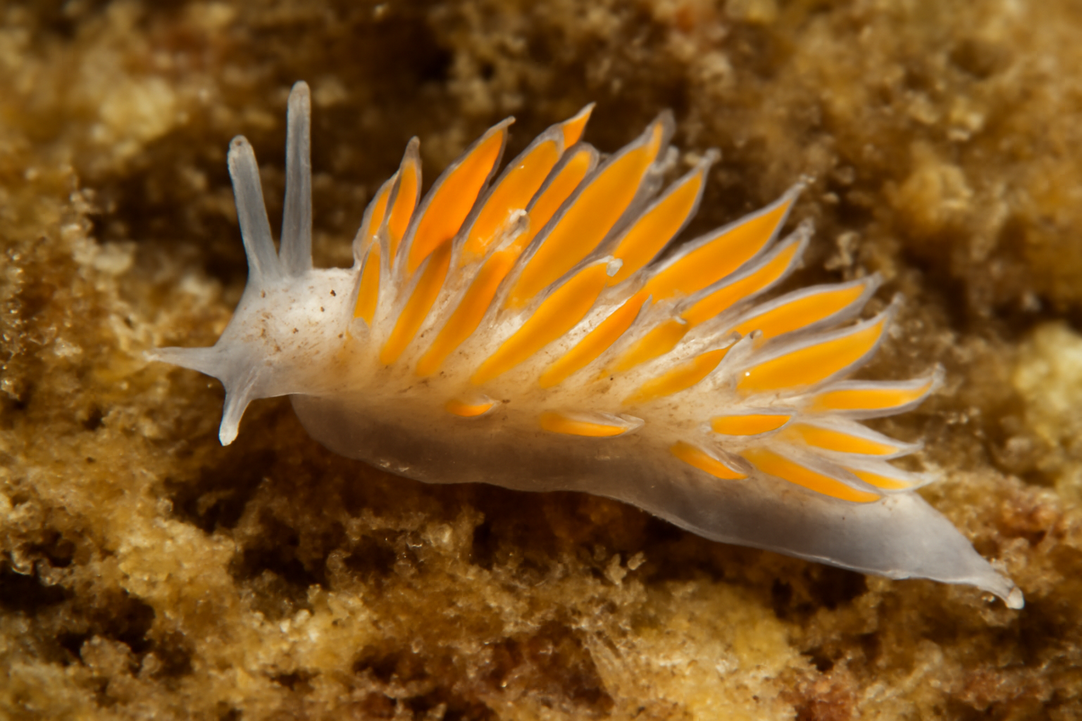 Cumanotus cuenoti