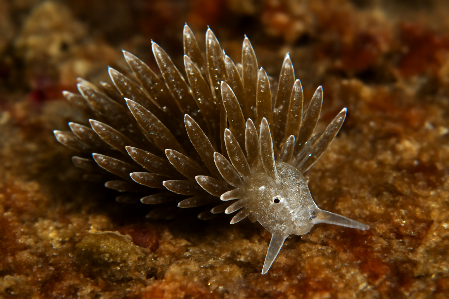 Cumanotus fuscus