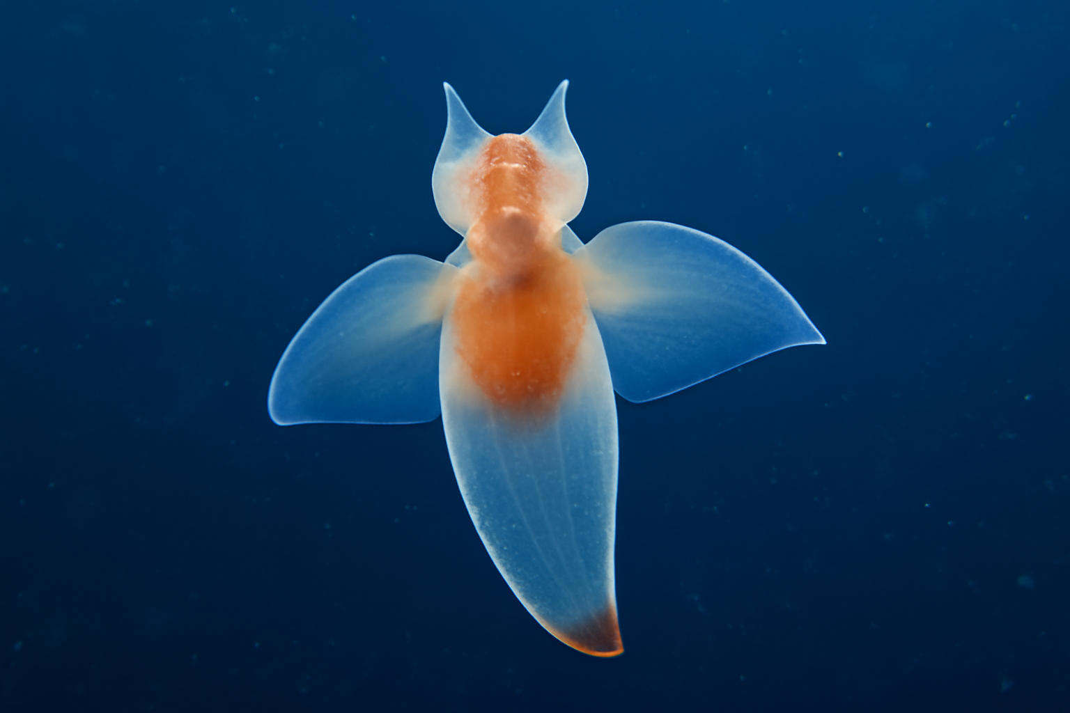 Antarctic Sea Butterfly