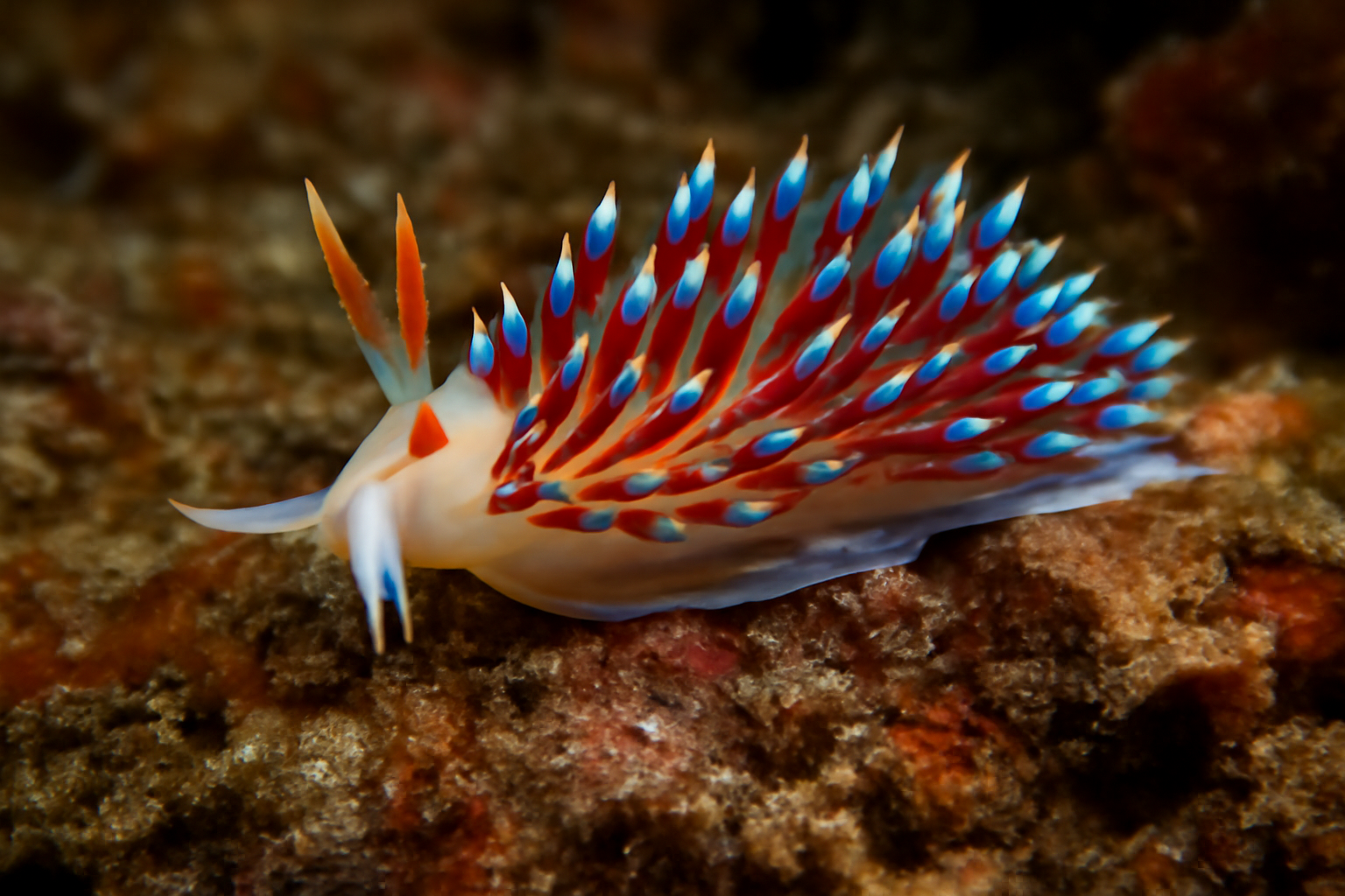 South African aeolid