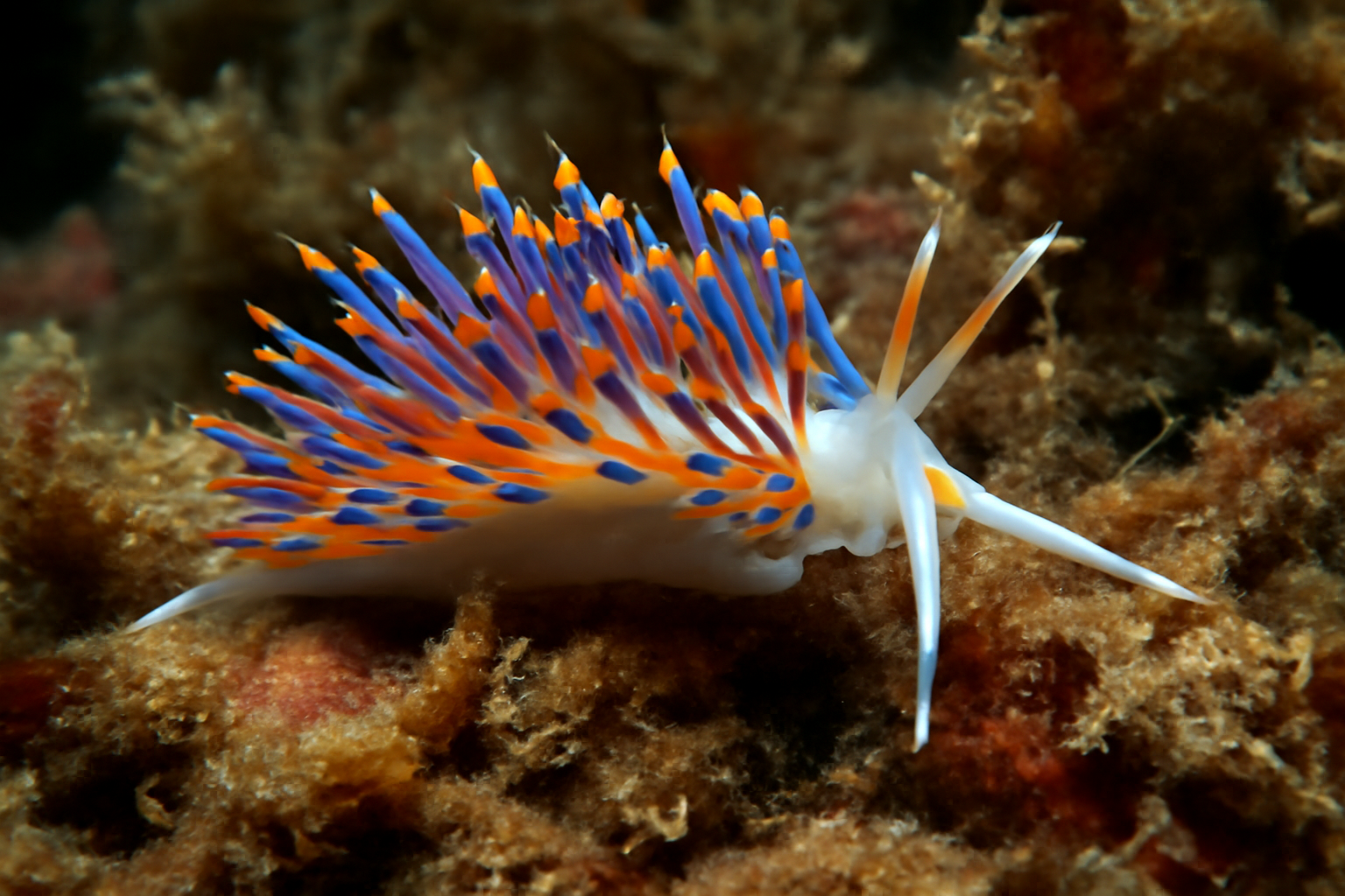 Majorcan aeolid