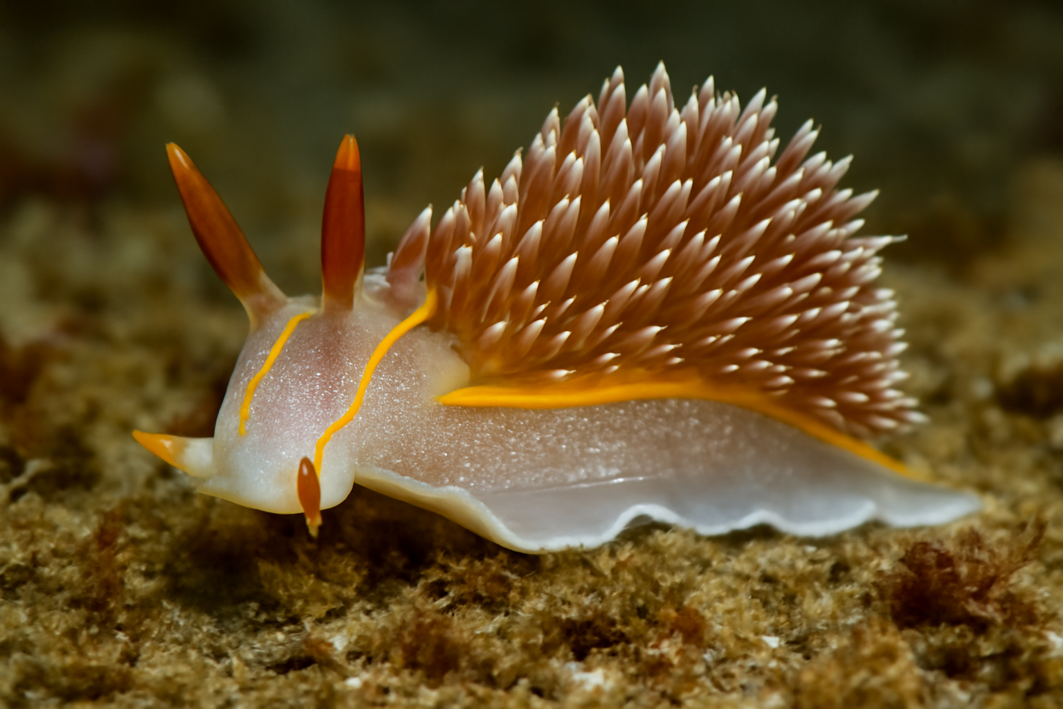 Horned Nudibranch