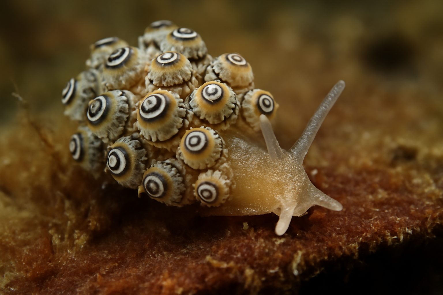 Ringed Doto