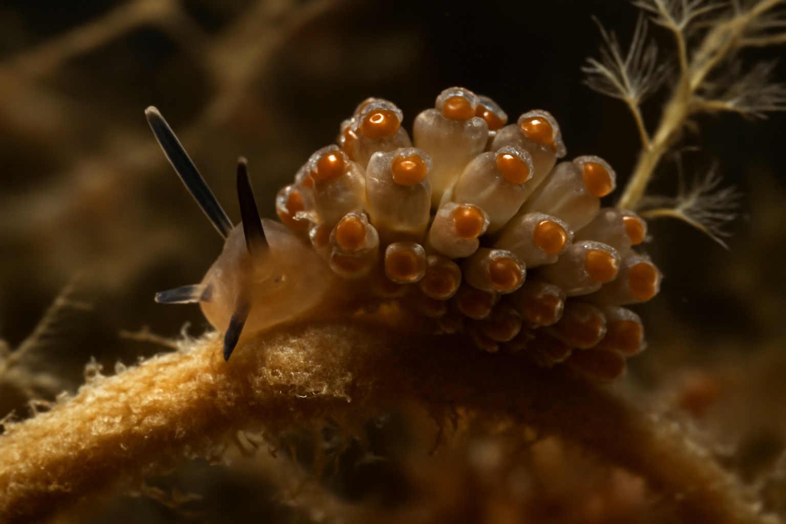Atlantic Doto