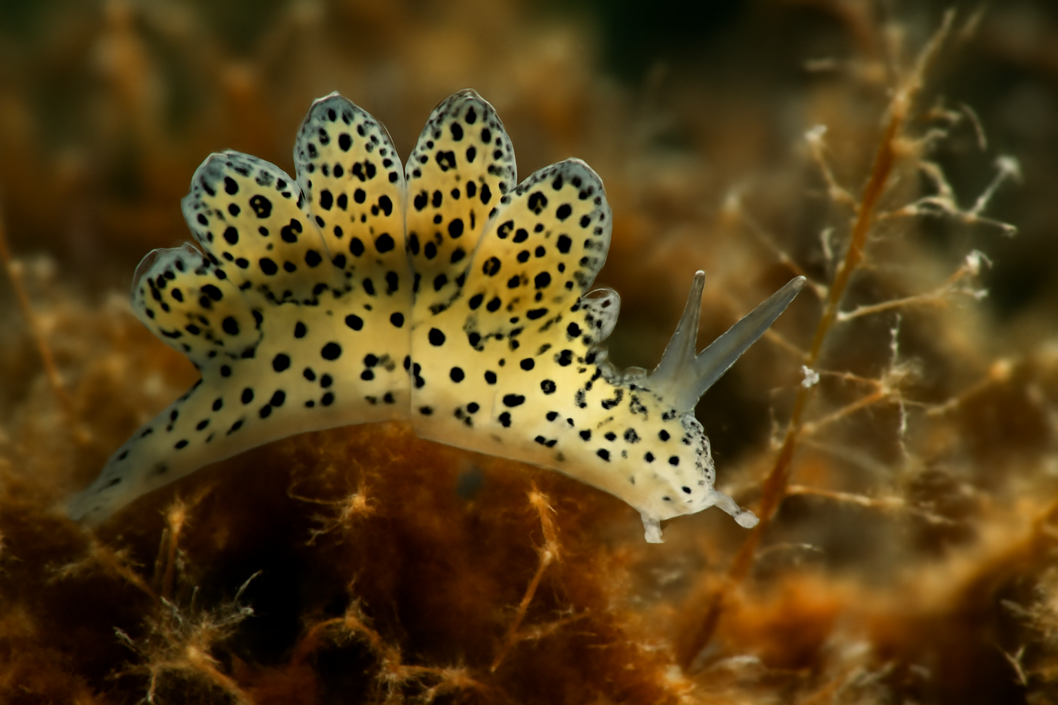 Leopard Doto