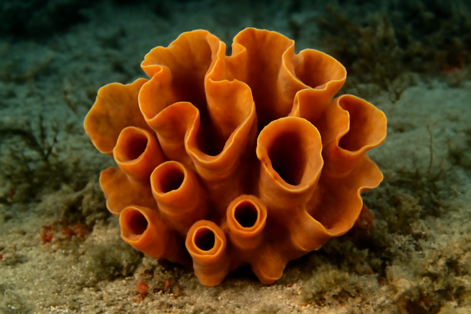 Gellina sponge