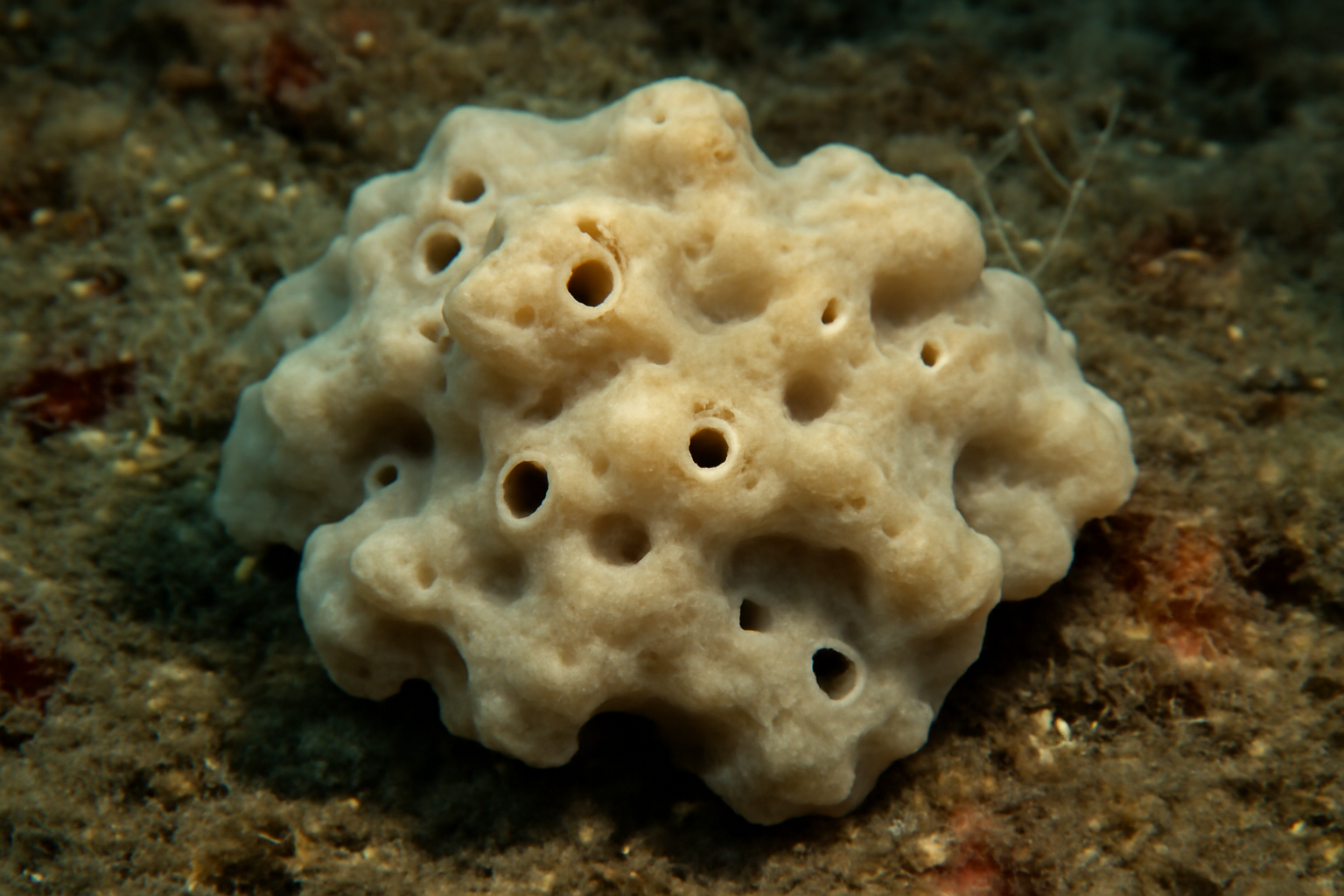 Irregular sponge