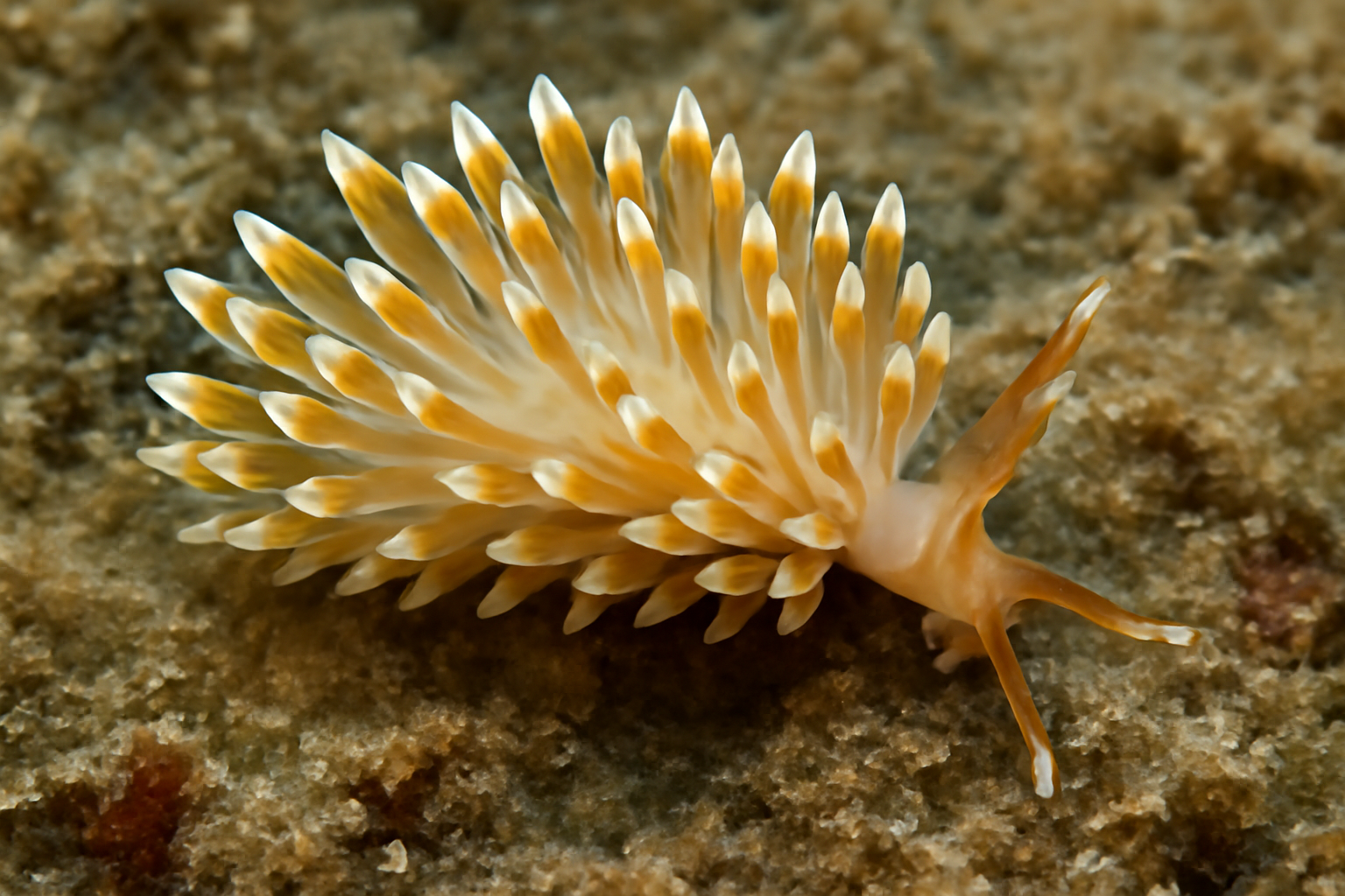 Fiona Pinnata