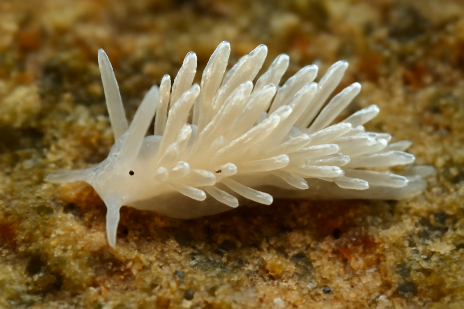 Tenellia adspersa