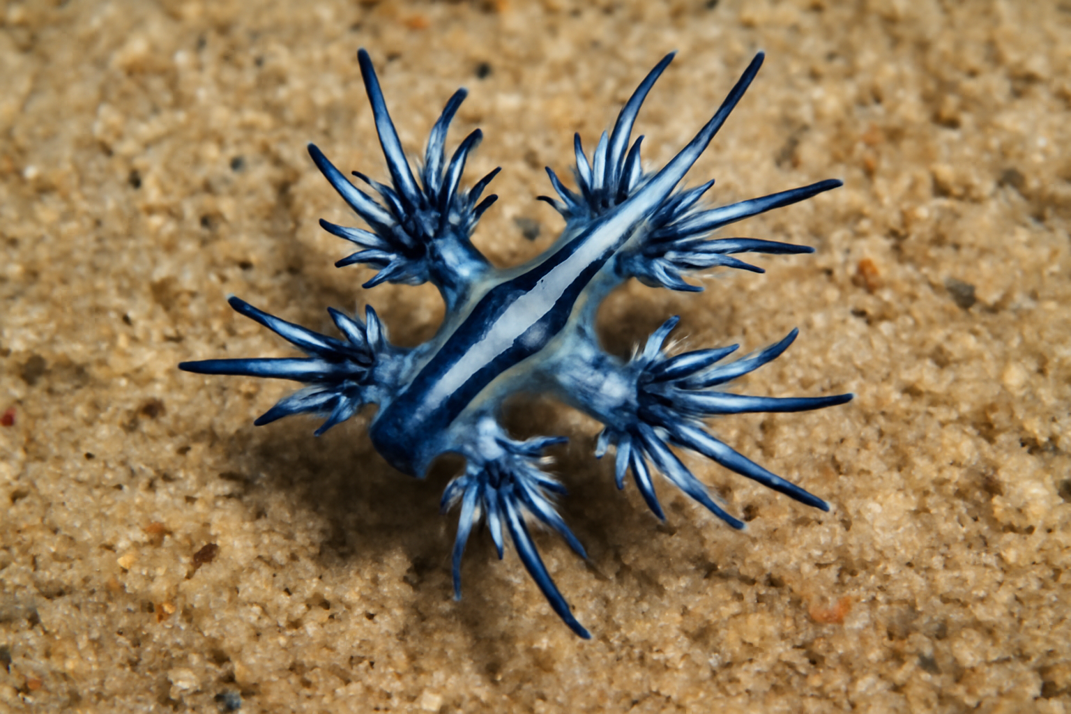 Blue Dragon
