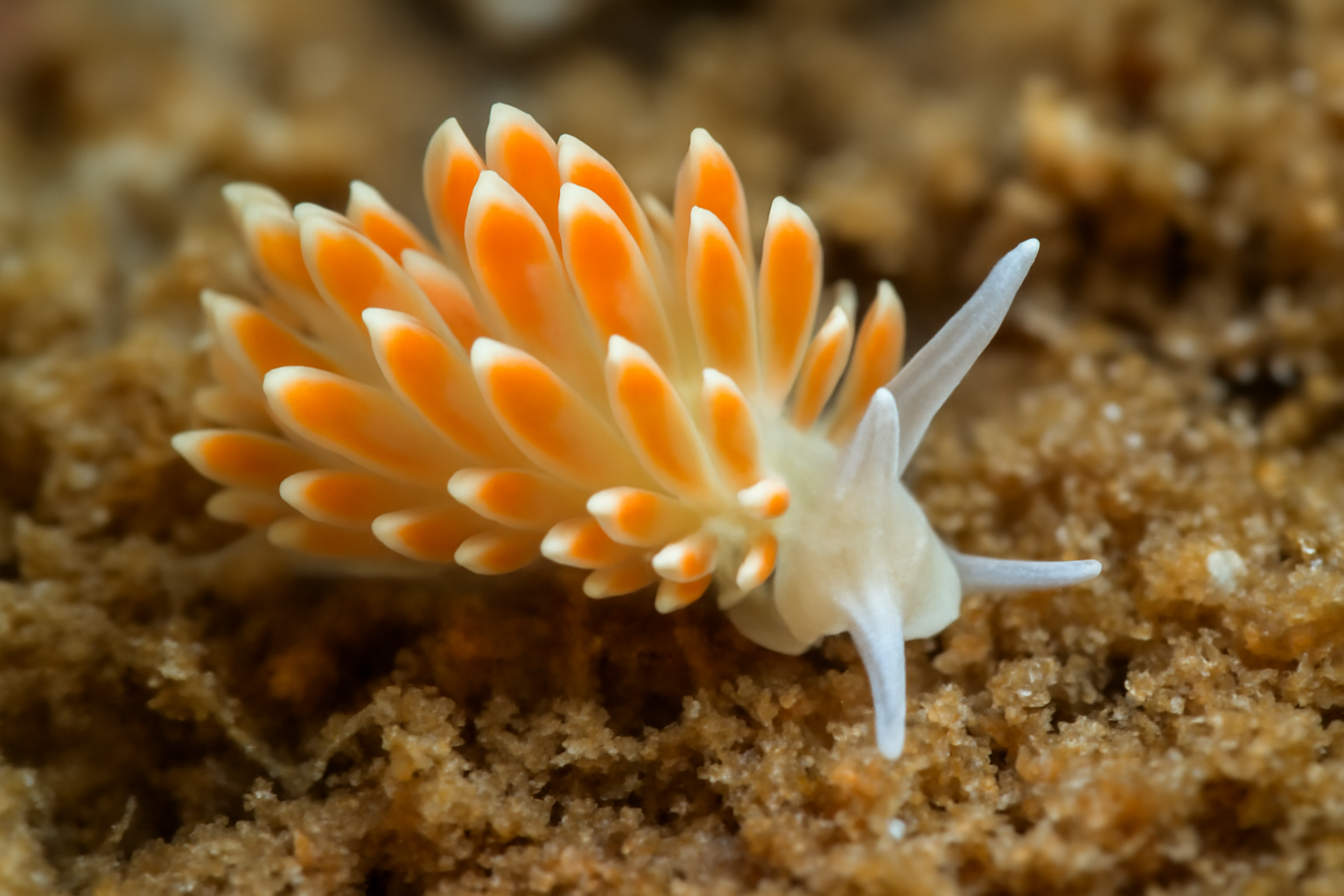 Tenellia pallida