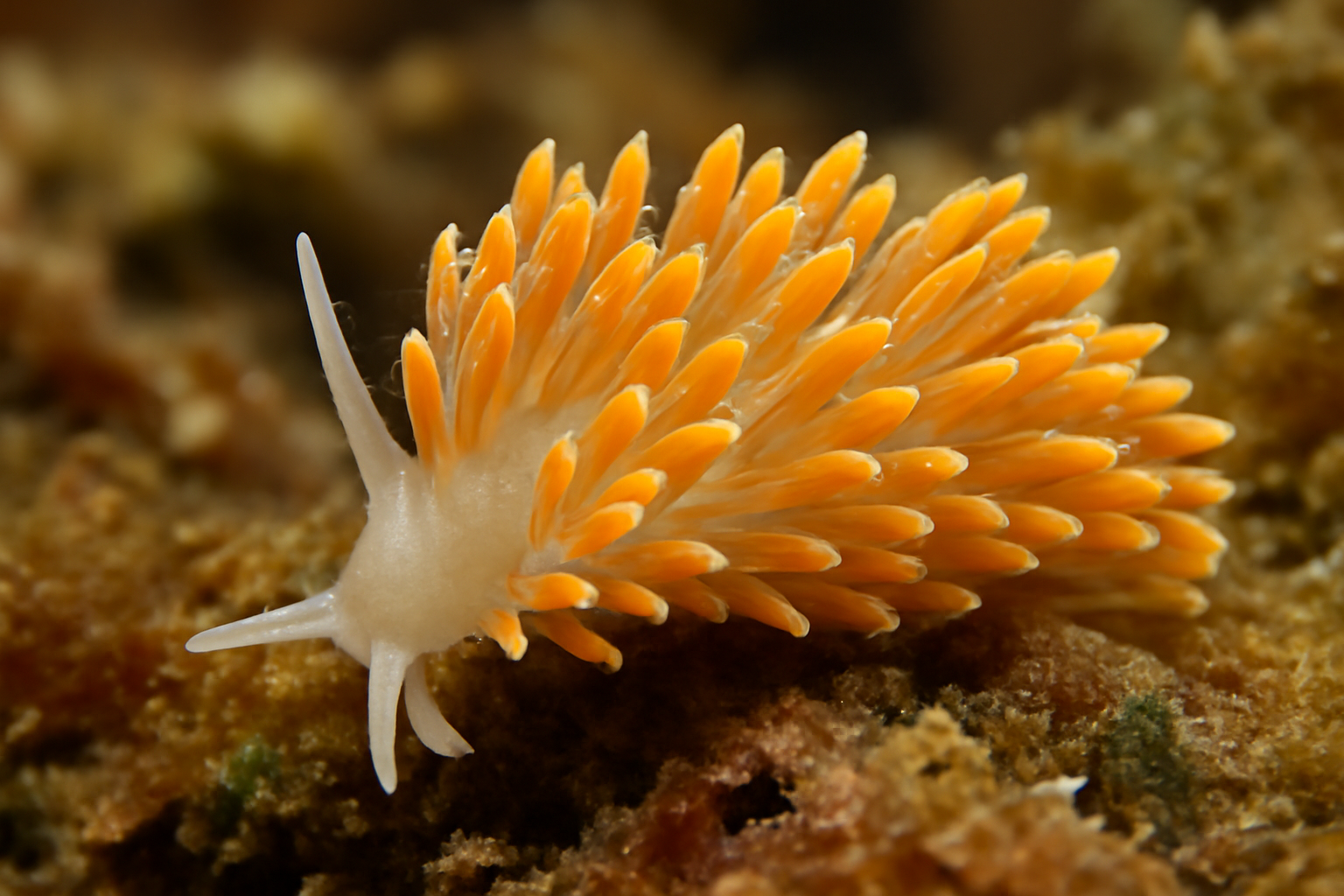 Tenellia foliata