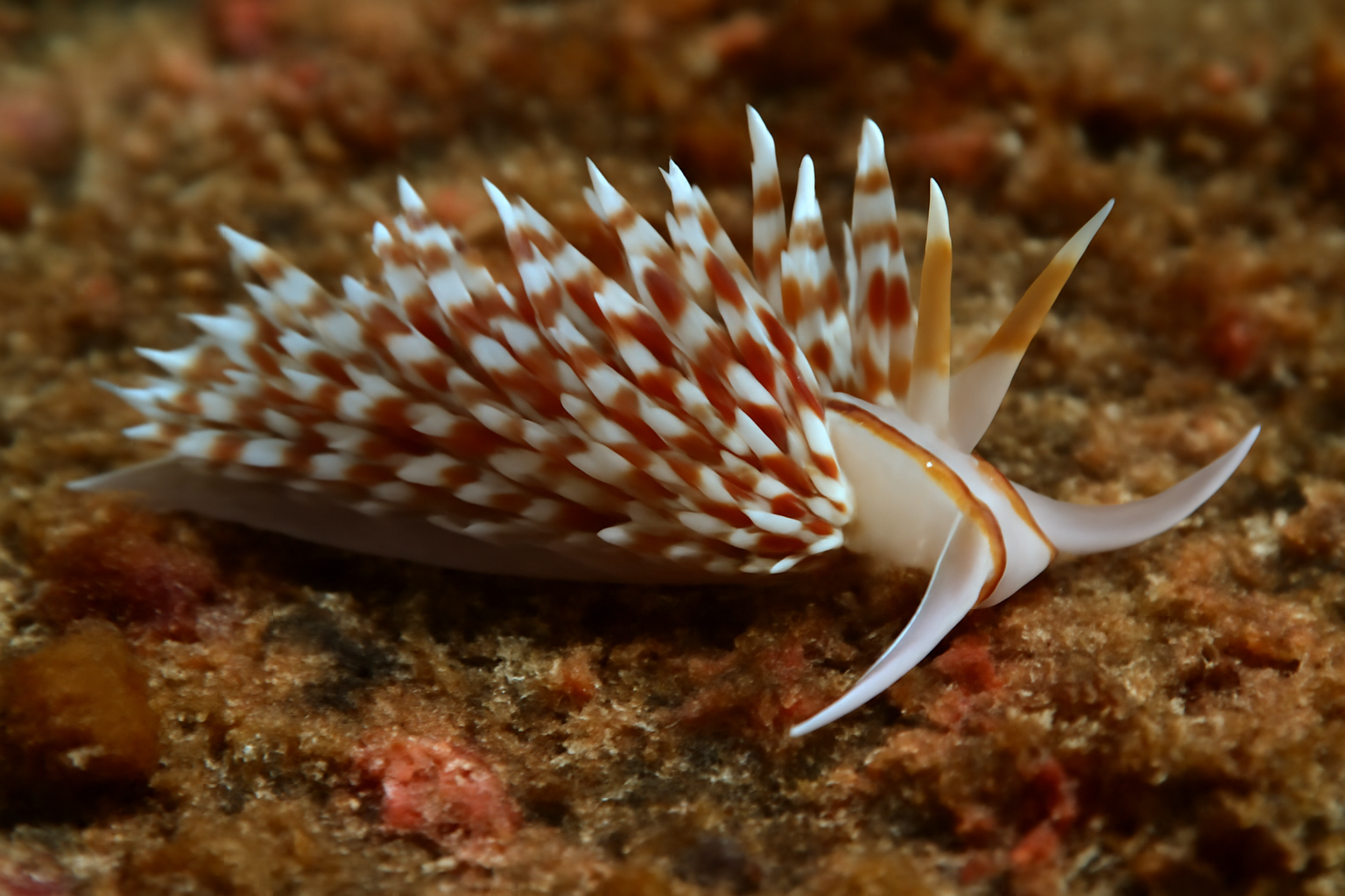 Barred Aeolid