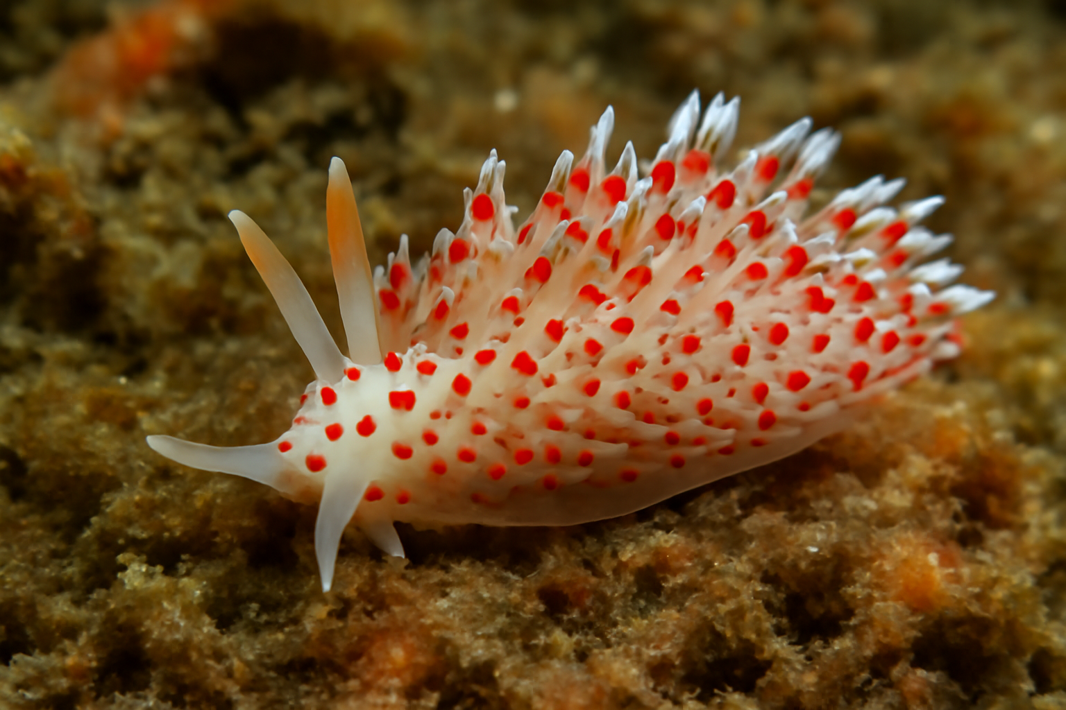 Red-spotted aeolid