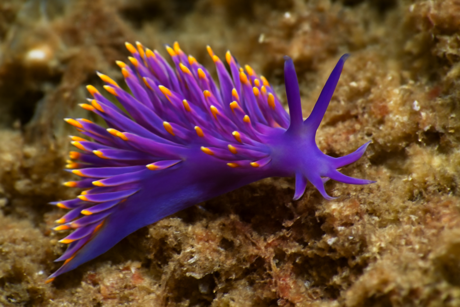 Purple aeolid