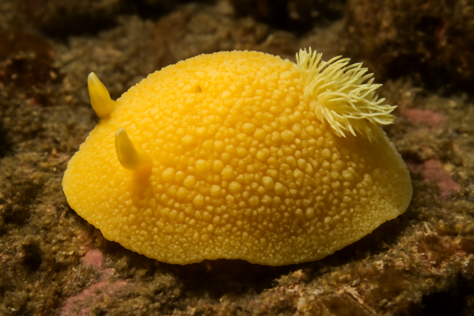 Pacific sea lemon