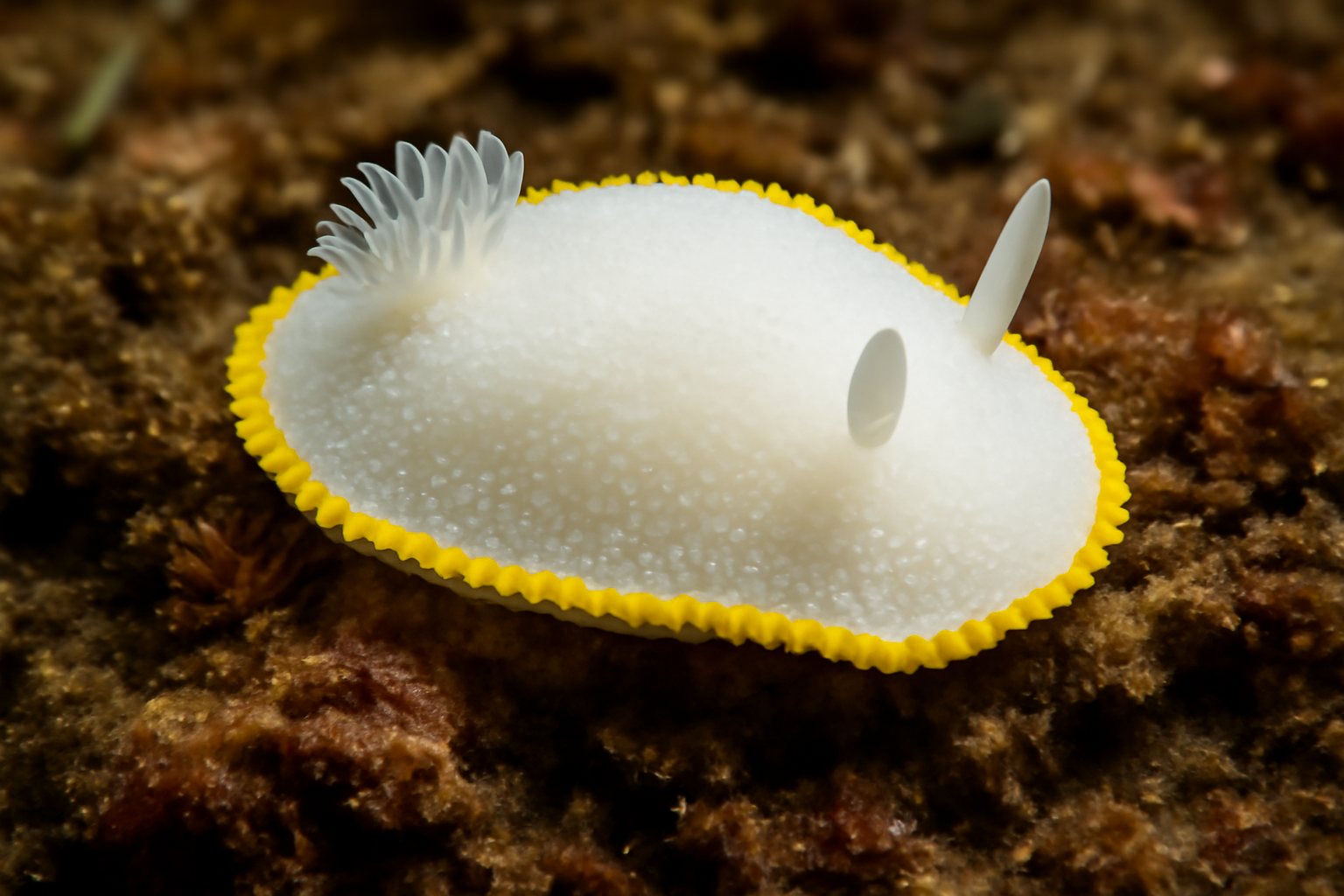 Yellow-edged cadlina