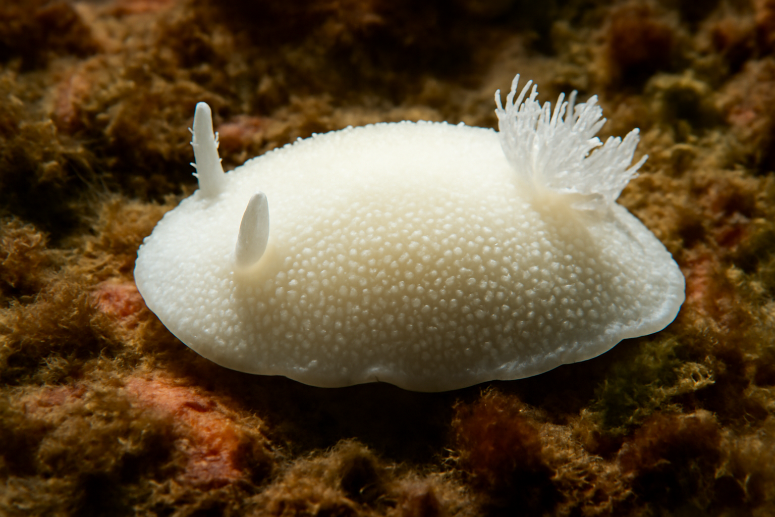 Northern white dorid