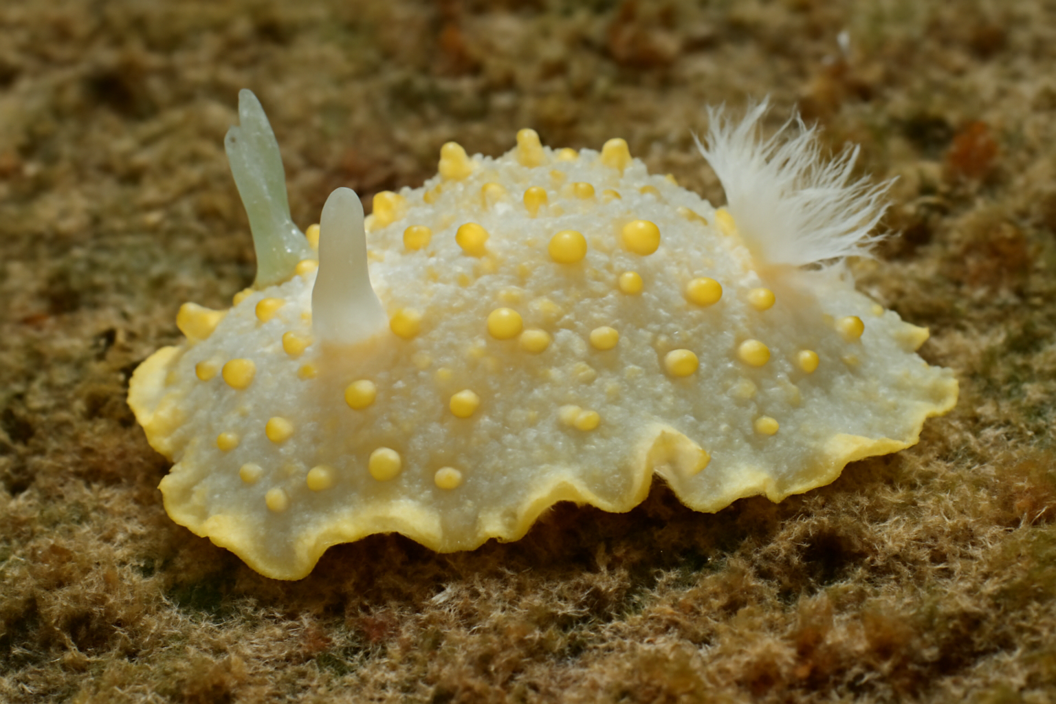 Noduled Goniodoris