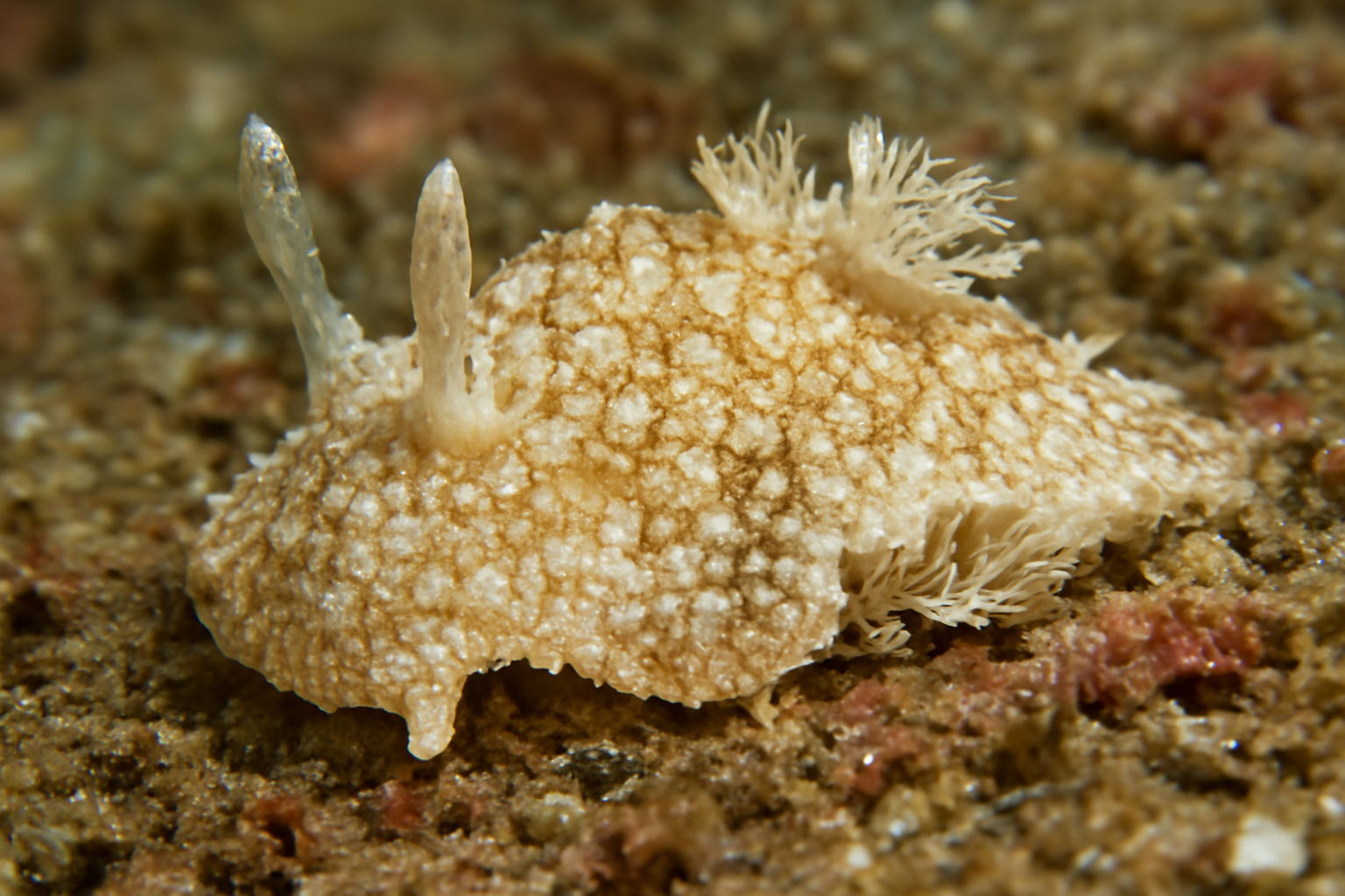 Rough Goniodoris
