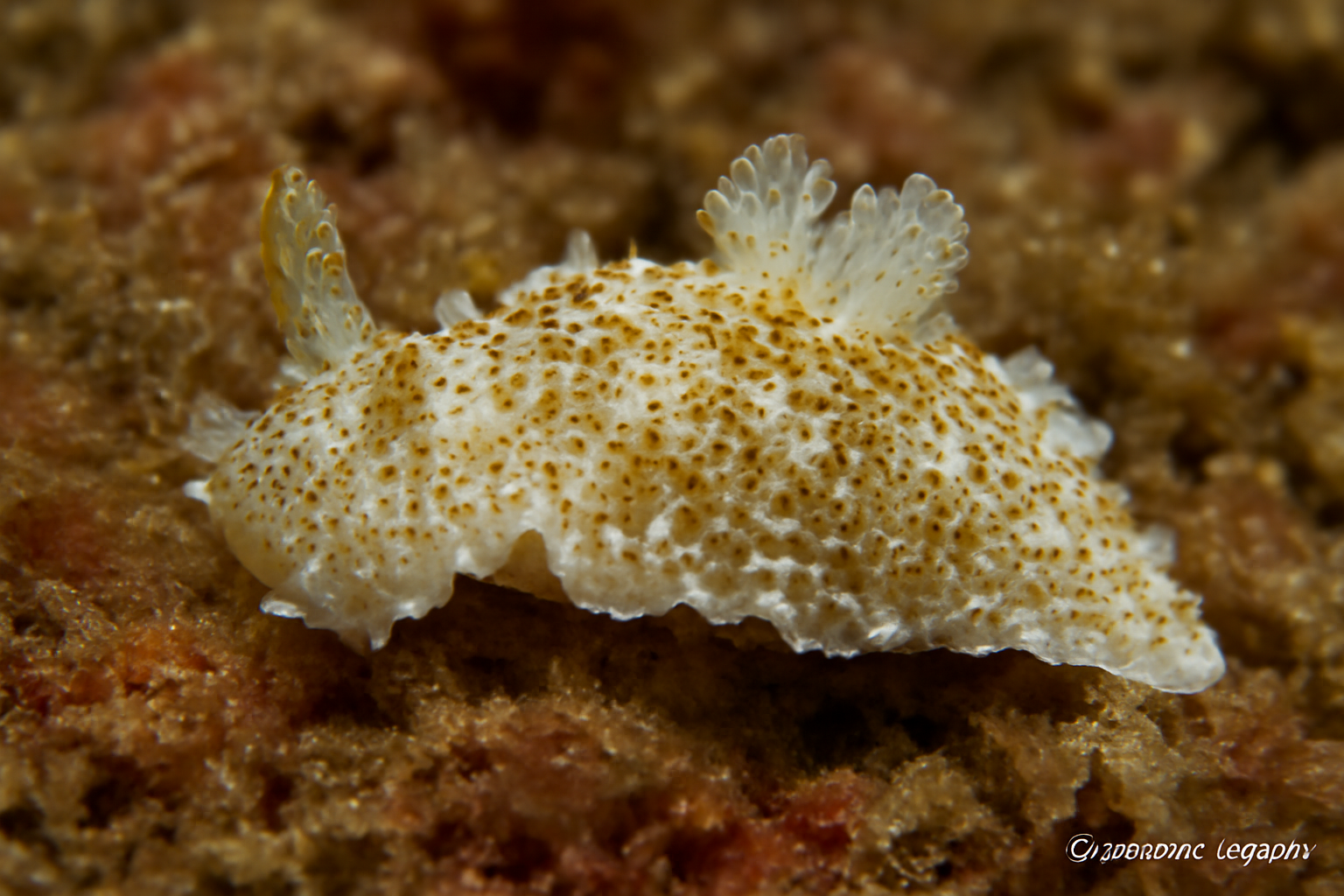 Goniodoris aspersa