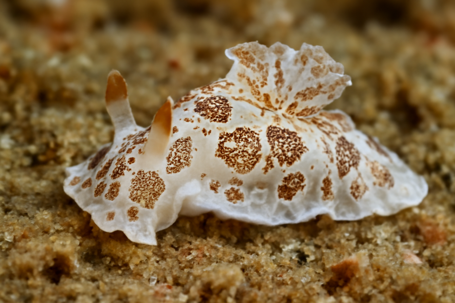 Goniodoris meracula