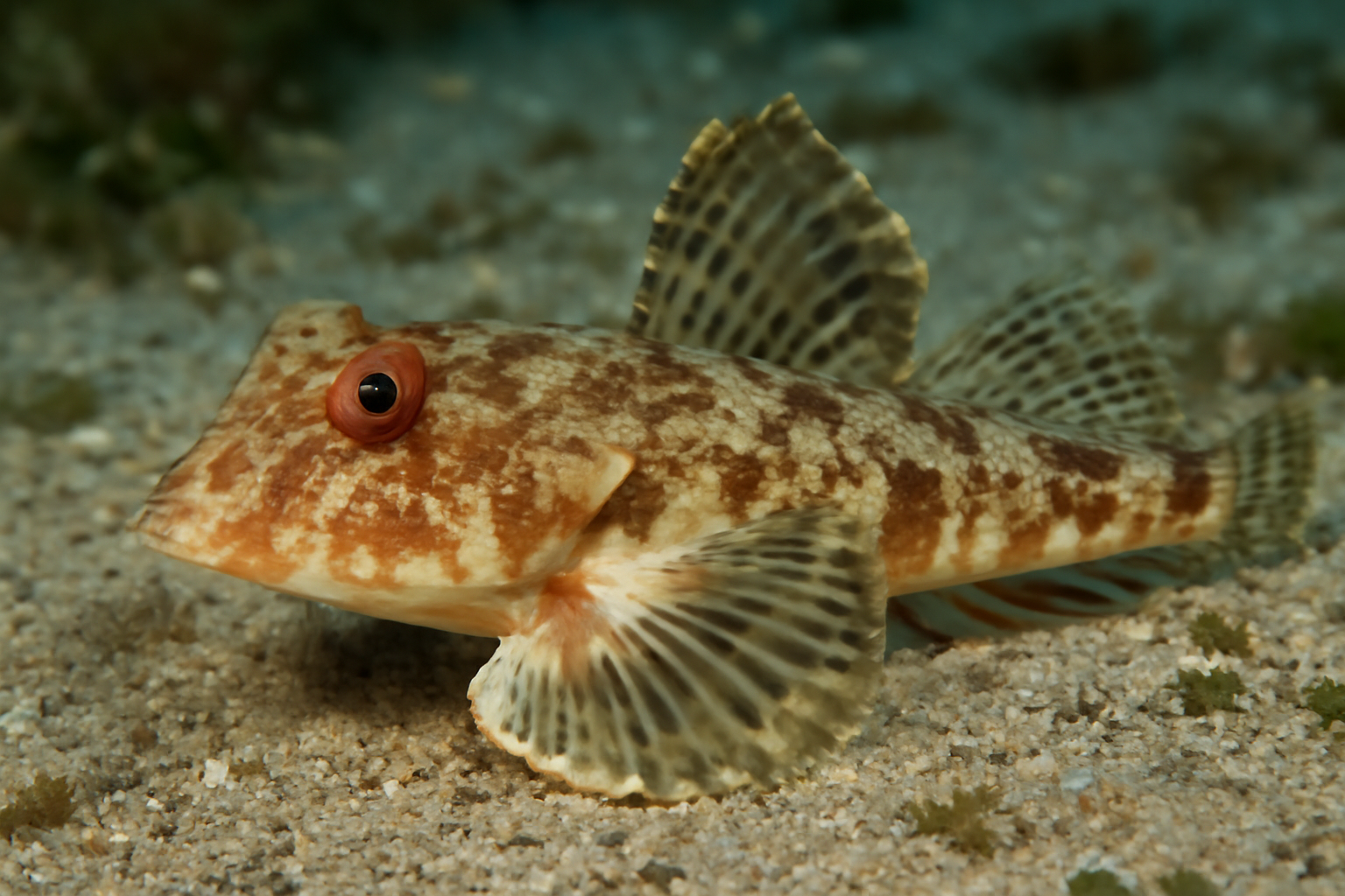 Scaleless Dragonet