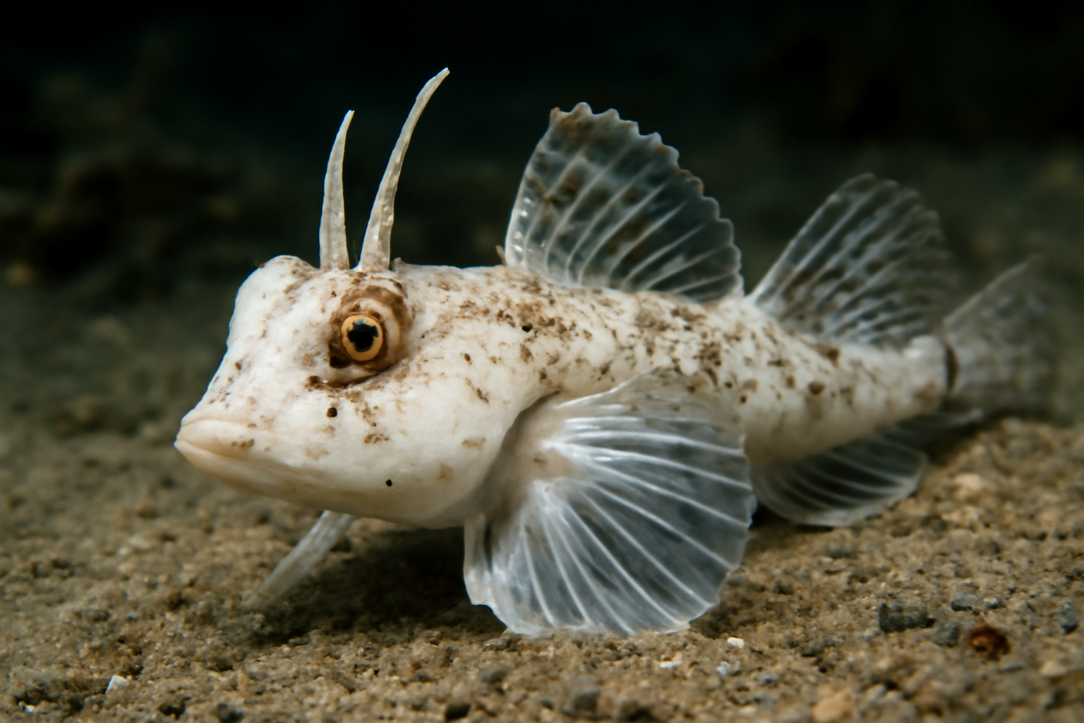 White Dragonet