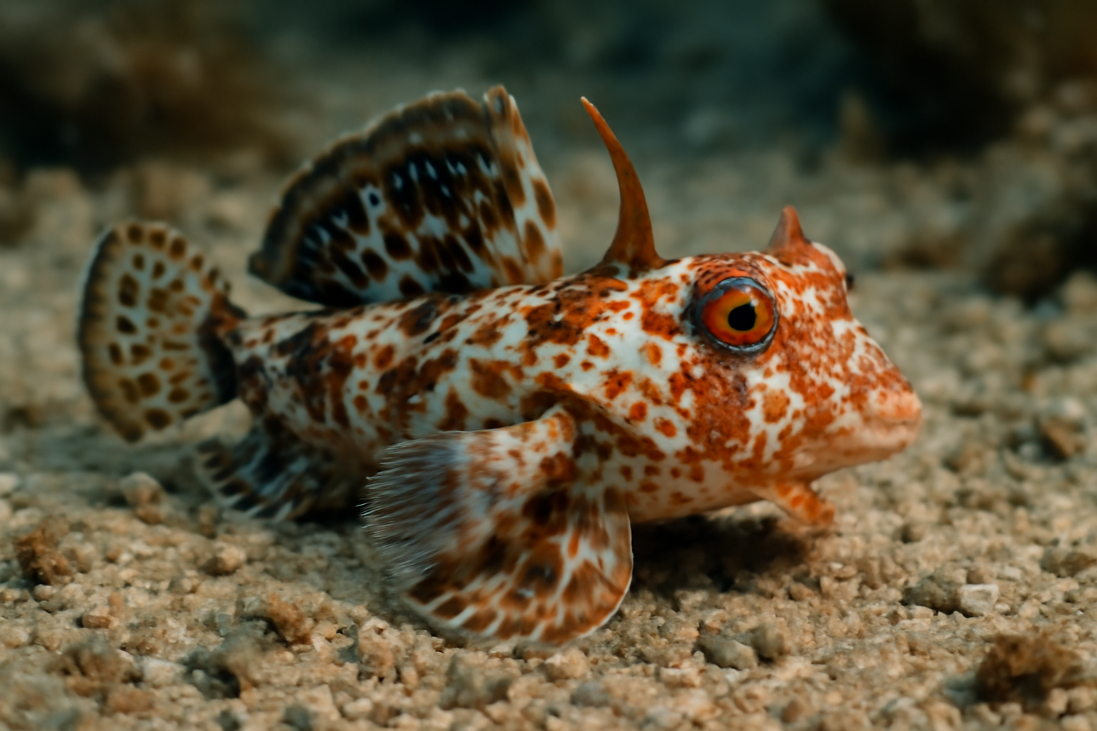 Spotted Dragonet