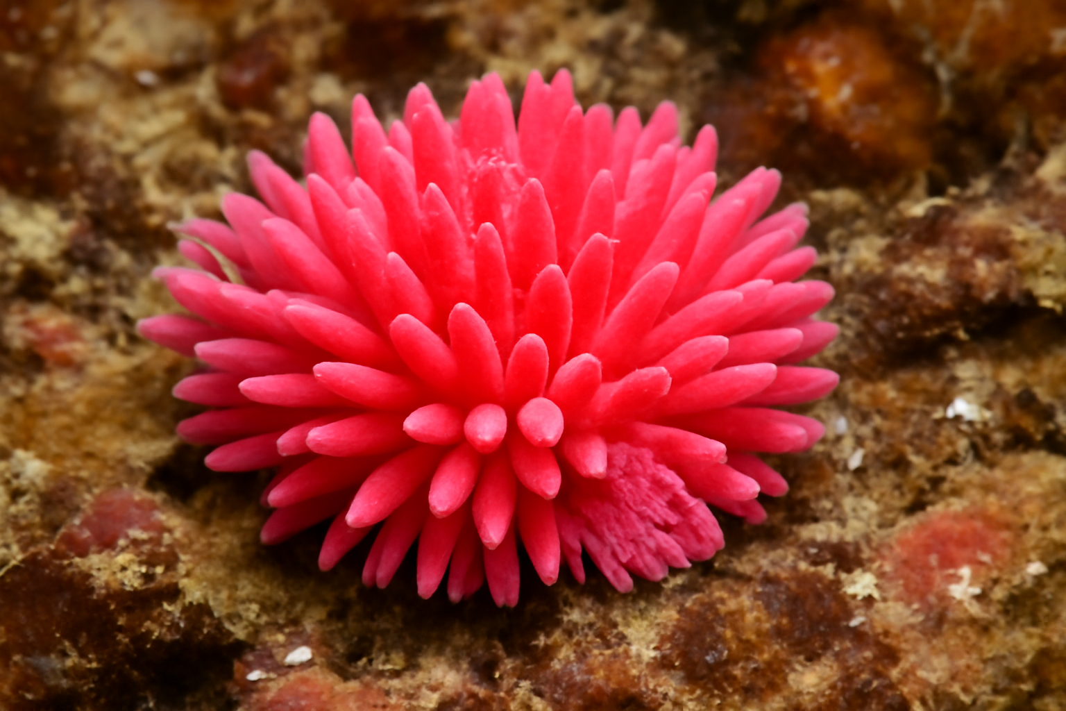 Hopkin's Rose Nudibranch