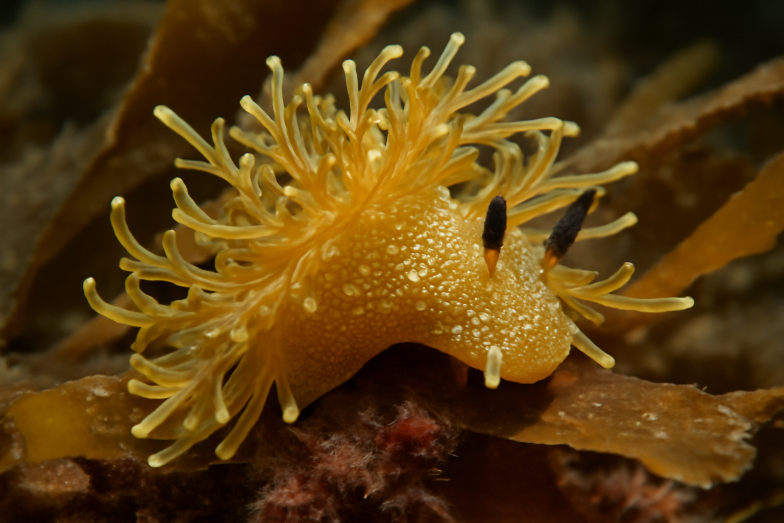 Kelp Nudibranch
