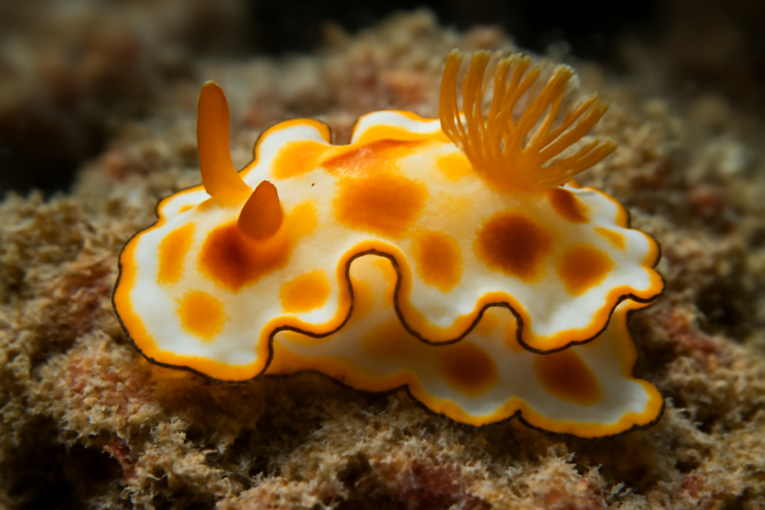 Eggs-and-Bacon Nudibranch