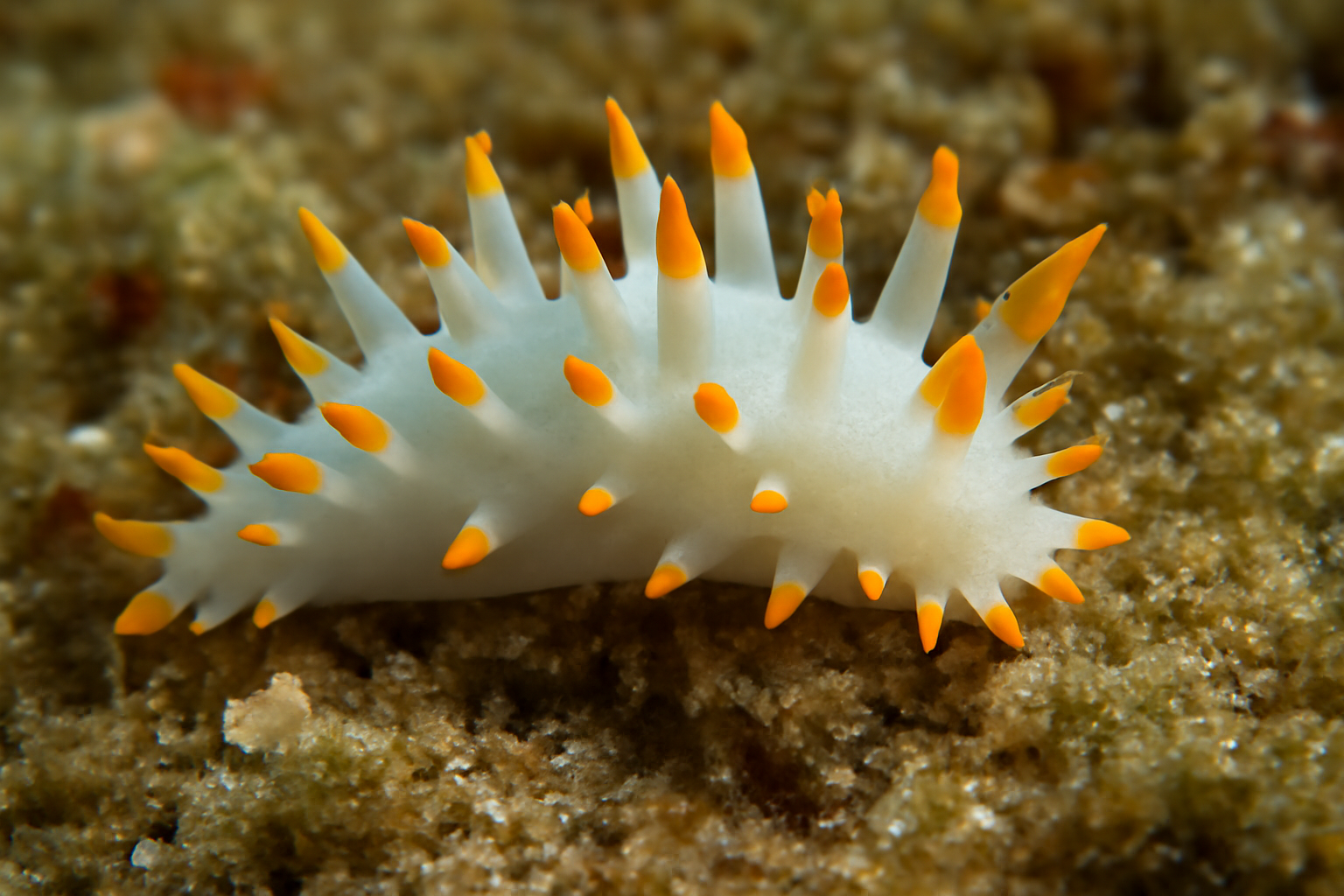 Imp's Okenia