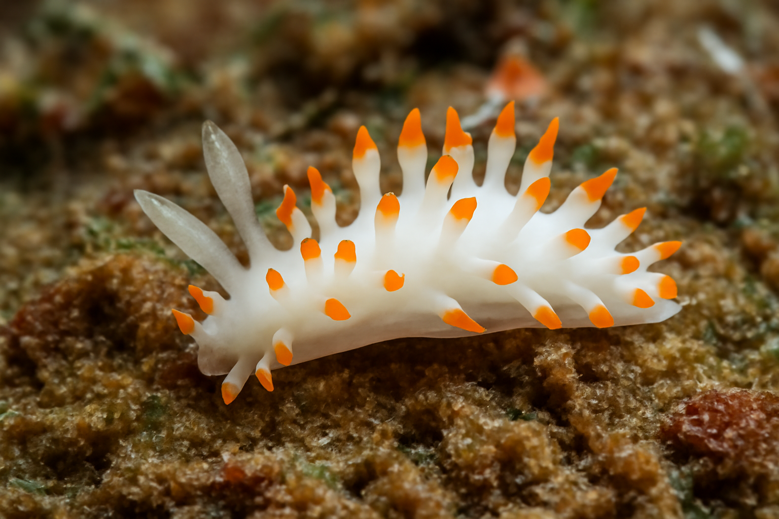 Angel's Okenia