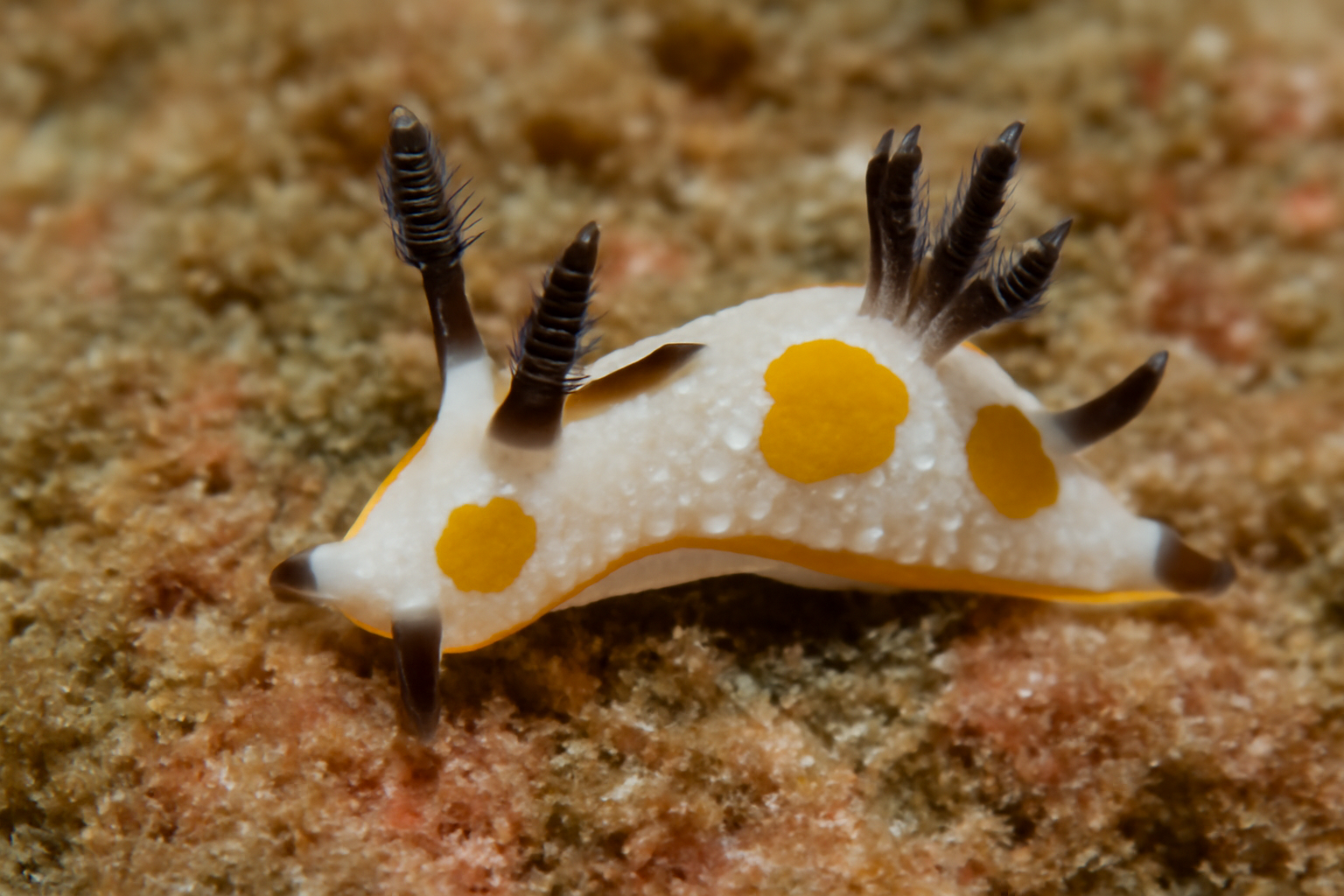 Ear-spot Trapania
