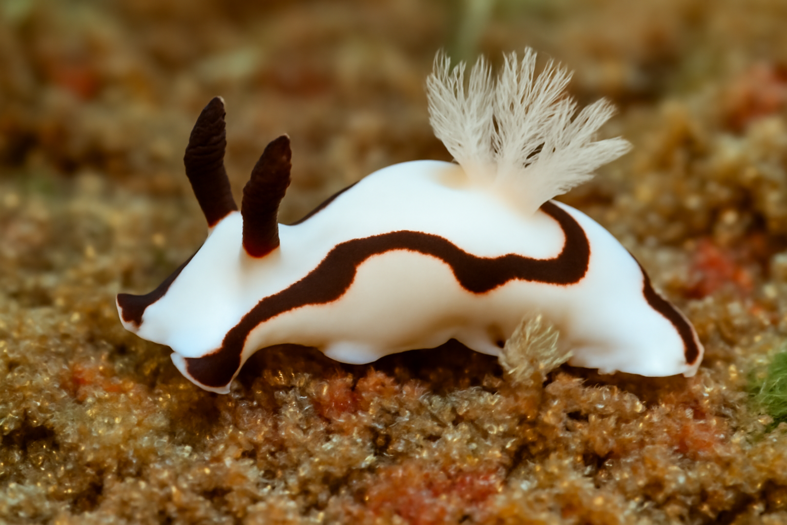 Two-tone Trapania
